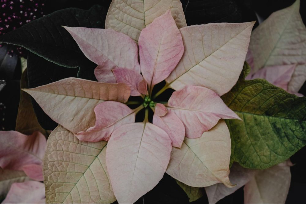 Fresh Costco Poinsettias Everything You Need To Know