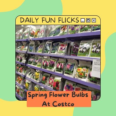 Spring Flower Bulbs At Costco - Find The Most Colorful Options