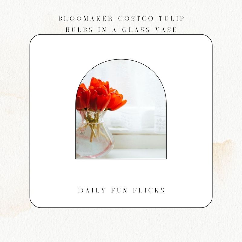 Bloomaker Costco Tulip Bulbs in a Glass Vase - Beautiful Home Decor