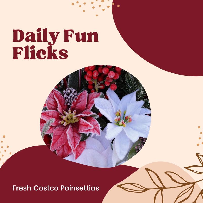 Fresh Costco Poinsettias - Everything You Need To Know